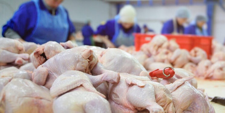 پیش‌بینی تولید ۱۰هزار تن گوشت مرغ در استان بوشهر
